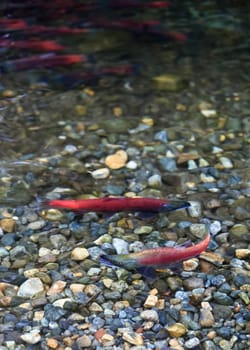 spawning salmon
