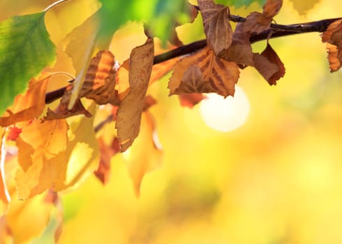 autumn background