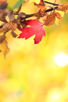 autumn background