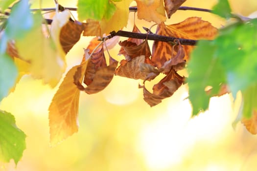 autumn background