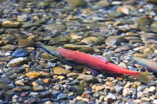 spawning salmon