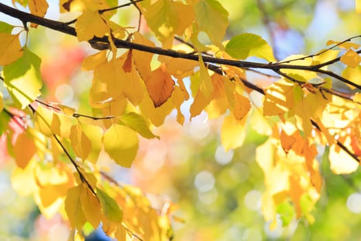 autumn background