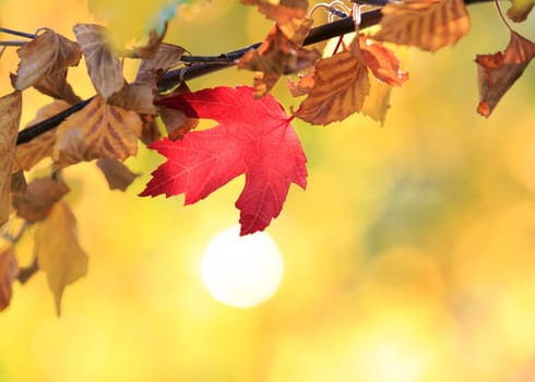 autumn background