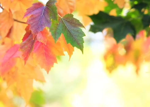autumn background
