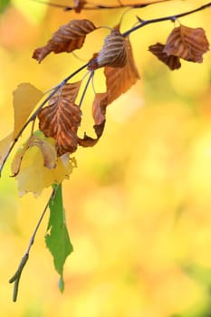 autumn background