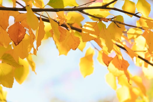 autumn background
