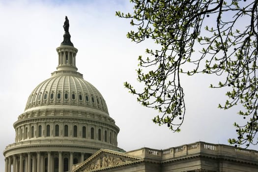 Spring in Washington D.C.
