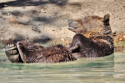 Playful brown bear in the water