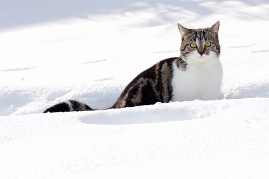 Fun in the snow