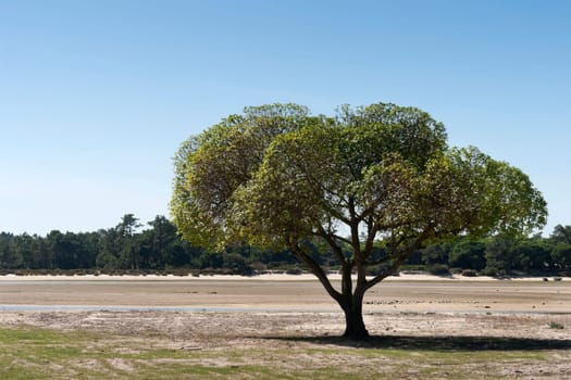Lone tree by the beack in Troia, Portugal