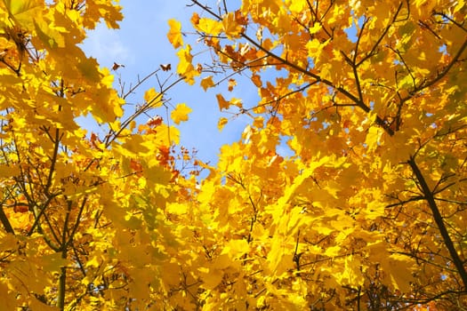 View through a maple tree wrapped in autumn colors to the blue sky