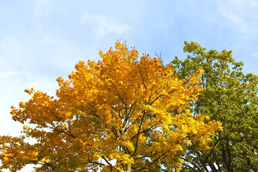 A still green and a tree with autumnal foliage against blue sky