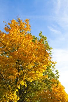 Trees wrapped in beautiful autumn colours in front of blue skies
