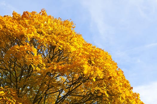 View of a maple tree wrapped in golden autumn colors