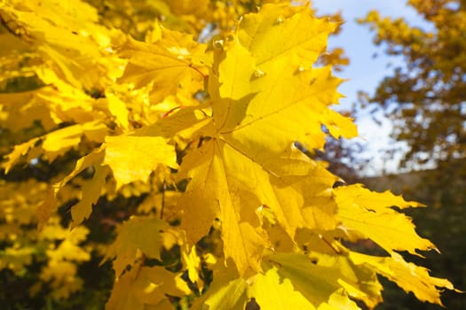 Close-up of some golden yellow maple leaves in autumn