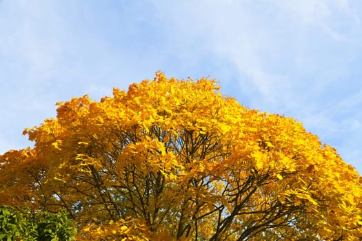 Autumn leaves on the maple tree against blue sky in October