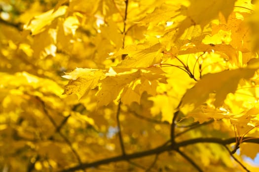 Background of yellow gold leaves on the tree