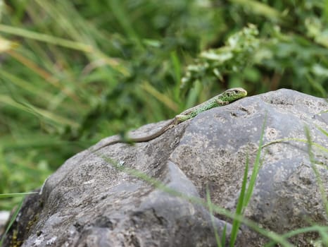 Male sand lizard on stone
