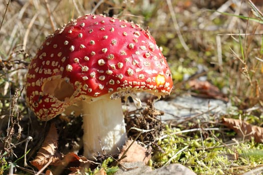 Toadstool in the Kellerwald National Park