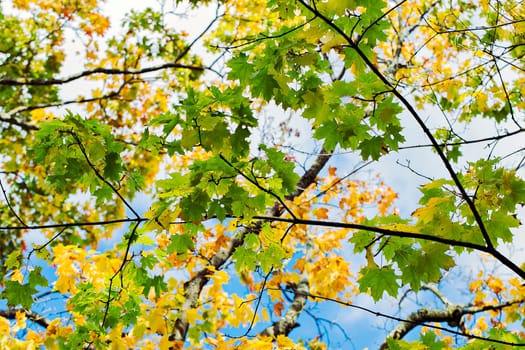 Maple leafes are still hanging on tree branches