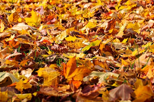 Yellowing maple tree leafes lay on dirty ground