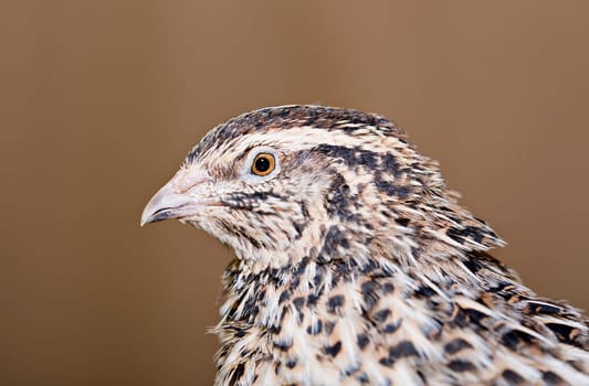 Zoomed young quail head is photographed from left
