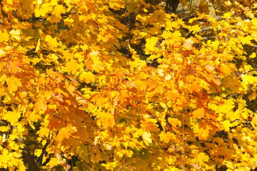 Maple tree with golden autumn leaves filling the format