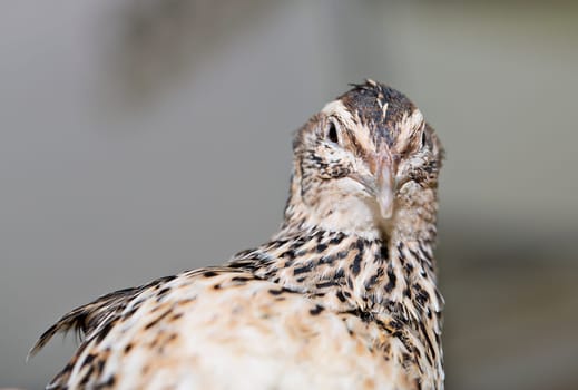 Young quail look is turned at camera flash