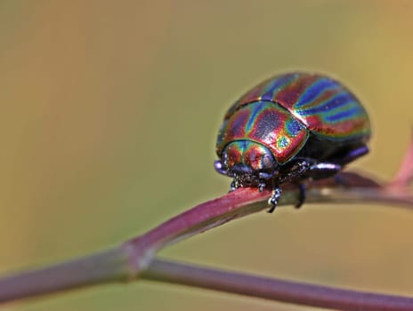Rainbow leaf beetle (Chrysolina cerealis)