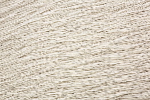 Zoomed white dog fur is clean and brushed