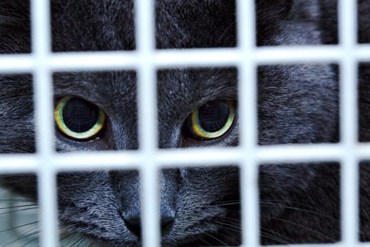 Black female cat behind cage door watch grimly