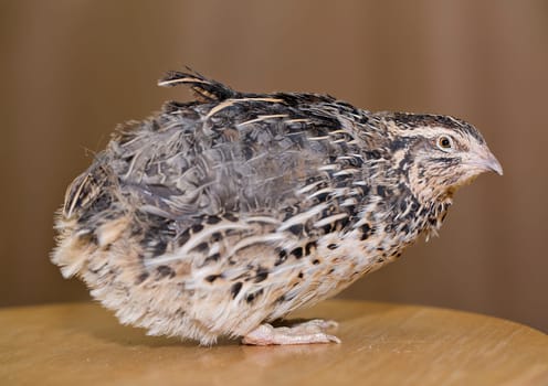 Young quail head is placed at table top