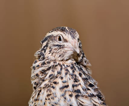 Young quail looking at another direction with care
