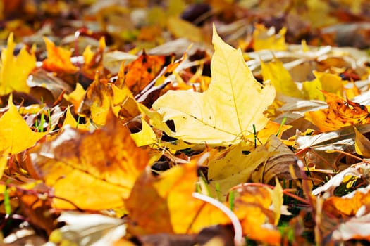Zoomed yellowing maple tree leafes lay on ground