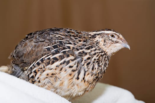 Quail rest at place maded from white textile