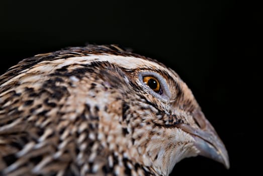 Zoomed quail head has round and sharp eyes