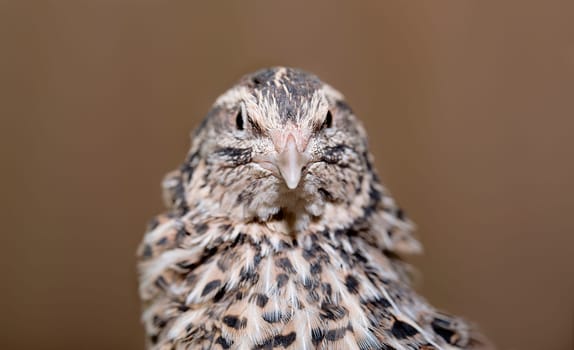 Young quail looking at camera with keen interest