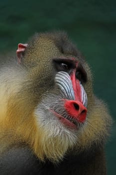 Mandrill