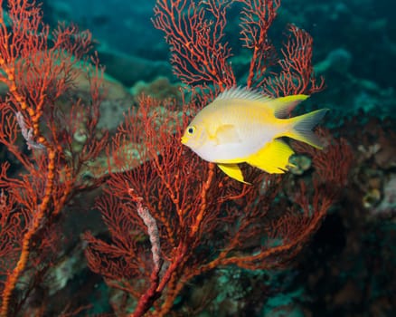 Golden damselfish and red gorgonian coral