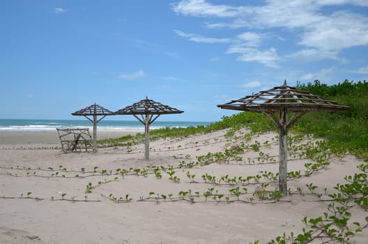 beach with plants on the sand