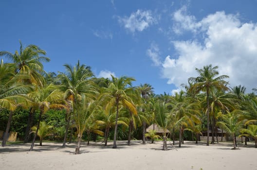 palms on the beach on the Atlantic ocean in Senegal