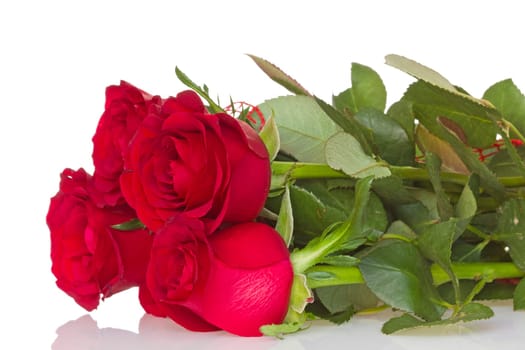 Bunch of red roses with reflection on white background