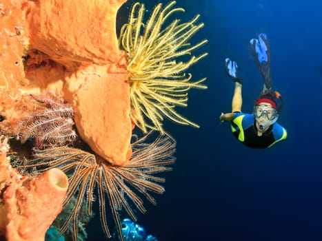Diver swimming underwater among the coral reef