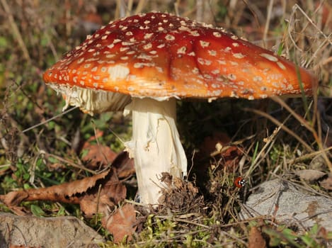Fly agaric with ladybug