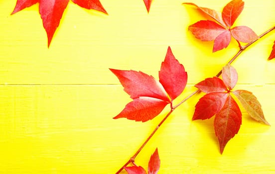 Trailing red virgina creeper showing off its autumn or fall colours against a bright yellow background with copyspace