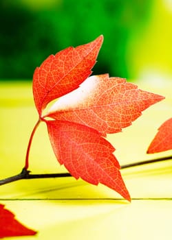 Closeup pf vivid red autumn or fall leaves from the virginia creeper symbolising the changing seasons