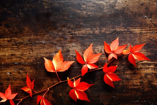 Trailing vine tendril covered in vibrant colourful red autumn virginia creeper leaves against a dark timber background with texture