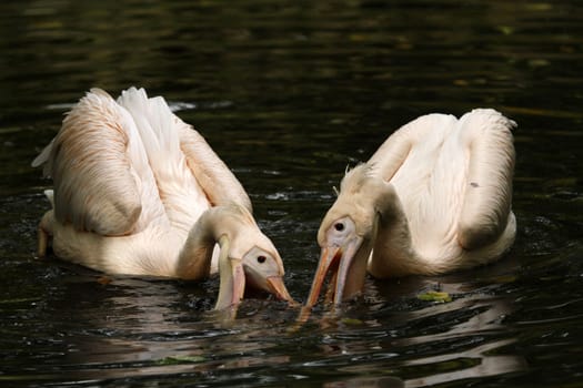 Foraging
