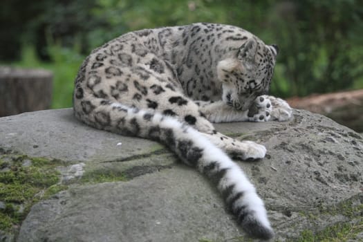 animal