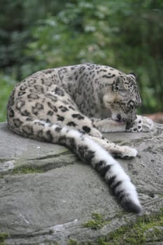 animal